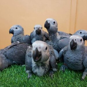 African Grey Parrots
