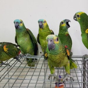 Blue Fronted Amazon
