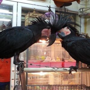 Black Palm Cockatoo