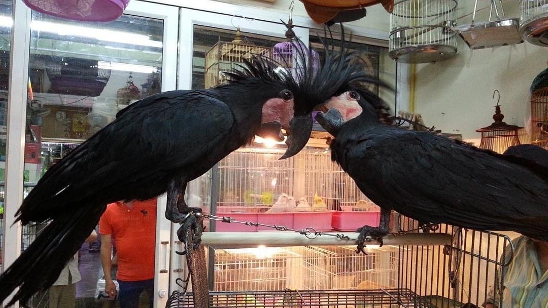 Black palm cockatoo