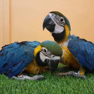 Blue And Gold Macaw