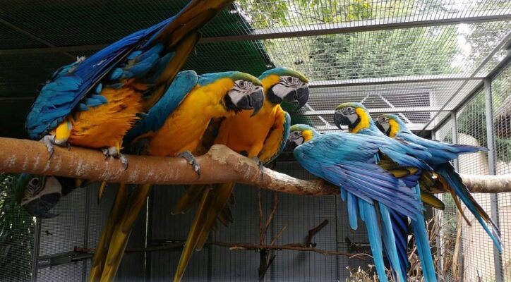 Stunning Bird Cage Colors For Blue Gold Macaw image
