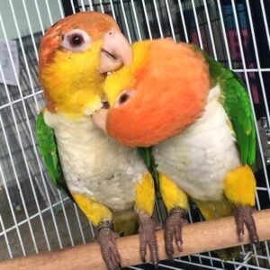 Caique