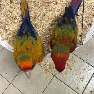 Camelot Macaw