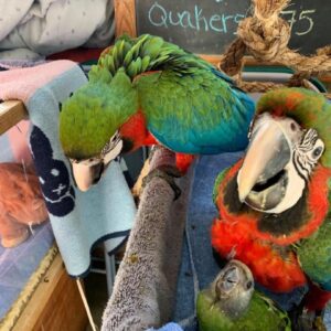 Catalina Macaw