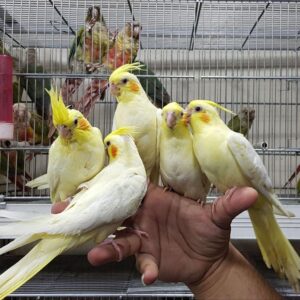 Cockatiels