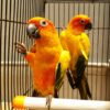 Conures