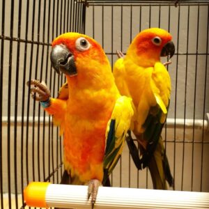Conures