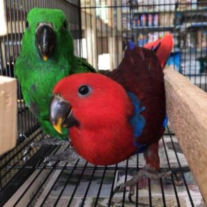 Electus Parrots