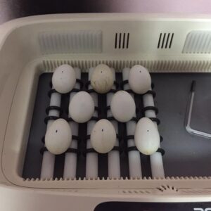 Fertile Bird Eggs
