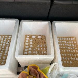 Fertile Bird Eggs