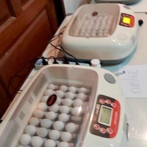 Fertile Bird Eggs