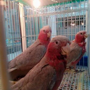 Galah Cockatoo