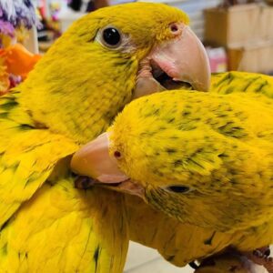 Golden Conures