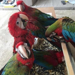 Green Wing Macaw