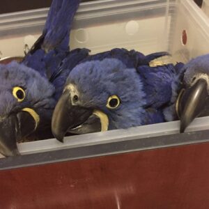 Hyacinth Macaw