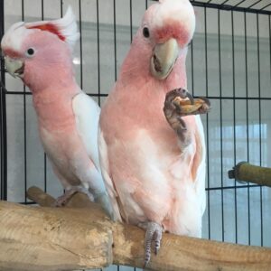 Major Mitchell’s Cockatoo