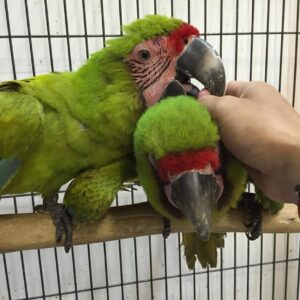 Military Macaw