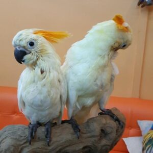 Citron Crested Cockatoo