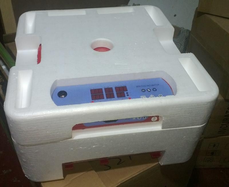 Parrot Egg Incubation