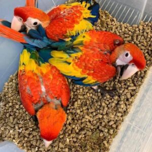 Scarlet Macaw