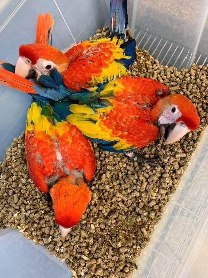 Scarlet Macaw