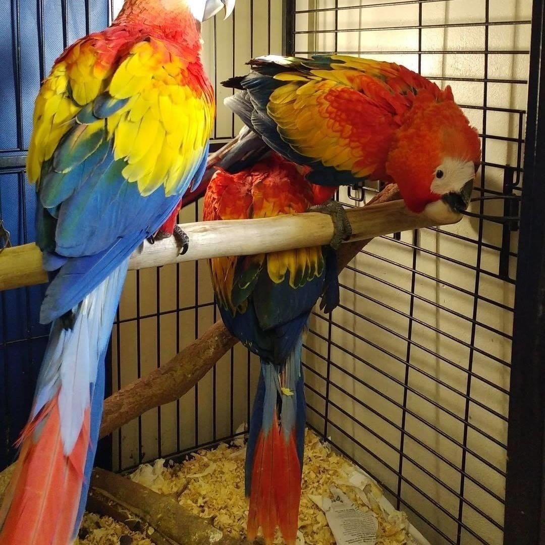 Scarlet Macaw