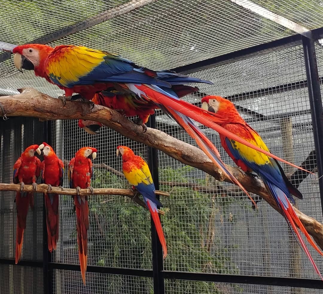 Scarlet Macaw