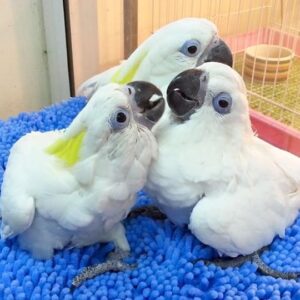 Sulphur Crested Cockatoo