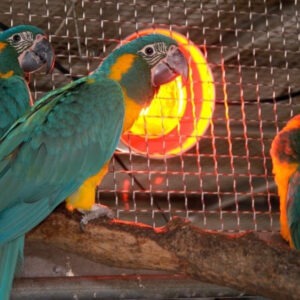 Caninde Macaw or Blue Throated Macaw