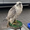 Falcon Birds