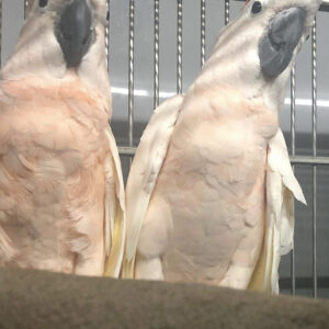 Moluccan Cockatoo Parrot