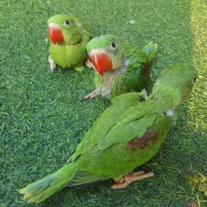Parakeet - Alexandrian