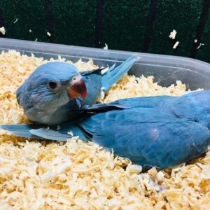 Parakeet - Ringneck