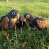 Pionus parrot
