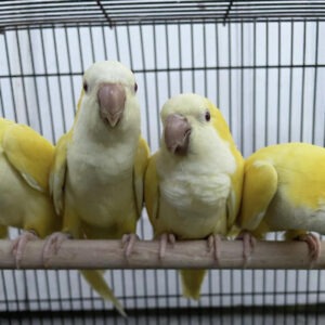 Quaker Parakeets