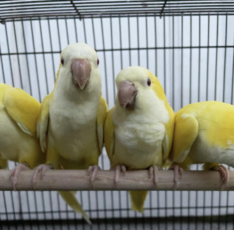 Normal Quaker Quaker Parakeets – Paradise Birds Farm