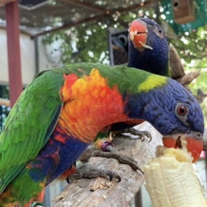 Rainbow lorikeet
