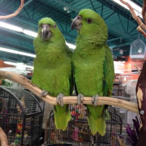 Yellow-Naped Amazon Parrot